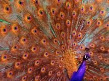 Orange peacock - Oh So Succulent