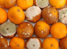 Rohad a narancs